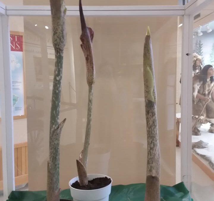 The Taber Museum of the Lycoming County Historical Society ...